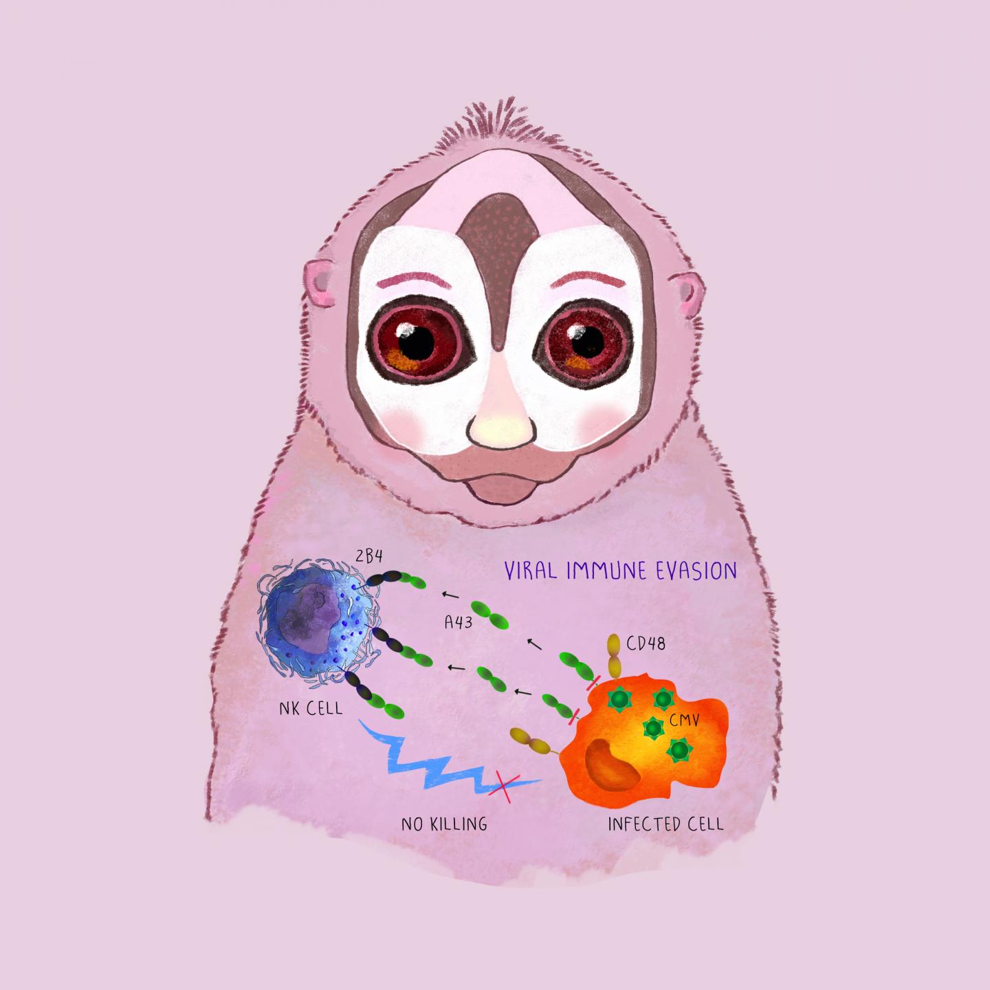 Cytomegaloviruses Deploy a Novel Stealth Strategy to Subvert Immune Surveillance