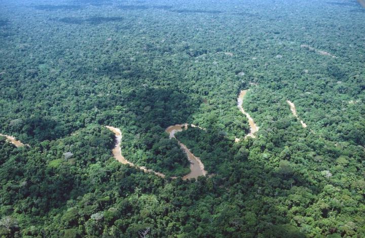 The Rainforests in Lowland Peruvian Amazonia Have a Relatively Uniform Appearance Over Large Areas