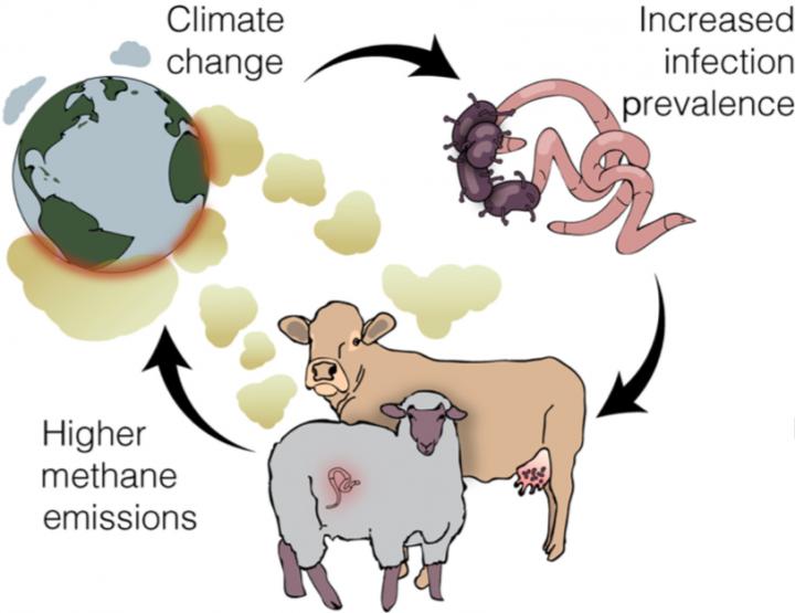 Sicker livestock may increase climate woes | EurekAlert!