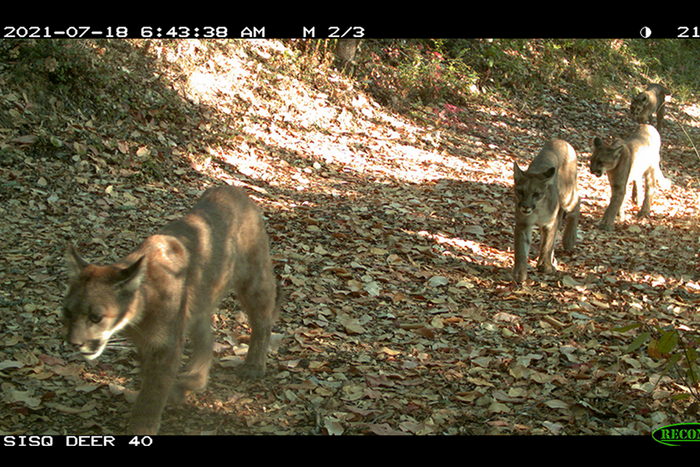 Camera-trap photo of pumas