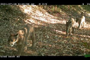 Camera-trap photo of pumas