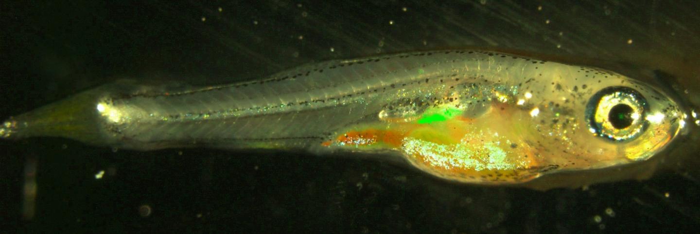 Cell Transmission in Fish