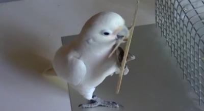 Cockatoo Learns Carpentry