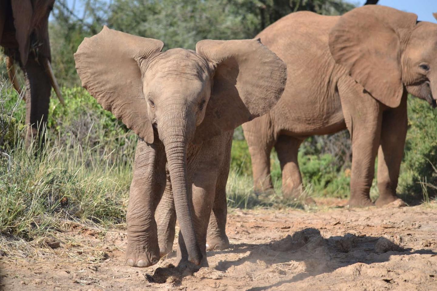 Charging Elephant Calf