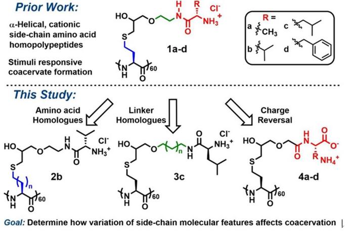 Schematic illustration of molecular adjustment of side-chains or linker segments in homopolypeptides