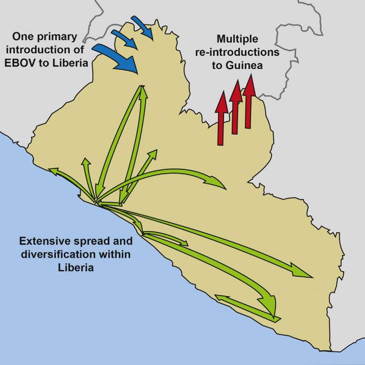 How Ebola Spread in Liberia, 2014-2015