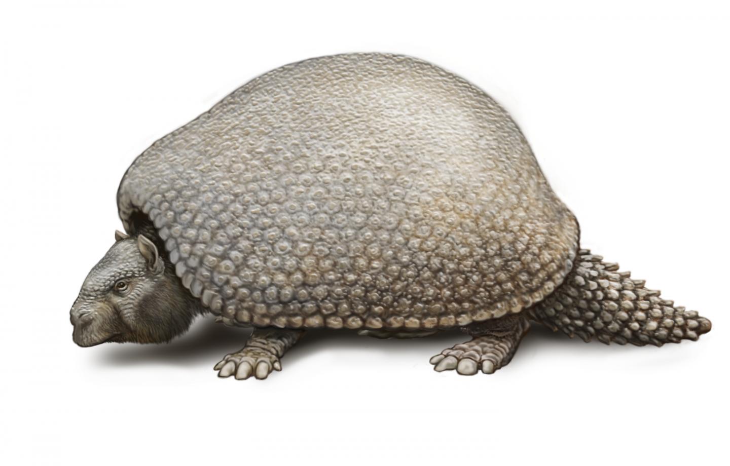 Glyptodont