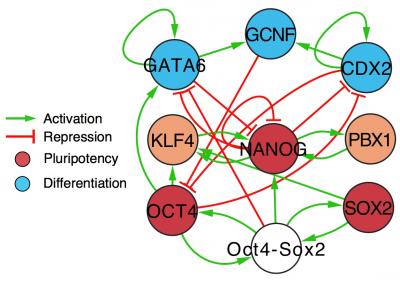 Stem Cell Gene Network