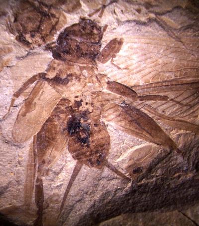 50 Million-Year-Old Fossil Cricket from a Green River Formation Fossil Site in Colorado