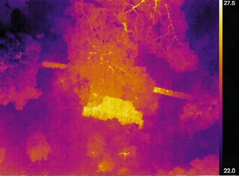 Orangutan Thermal Visual Comparison