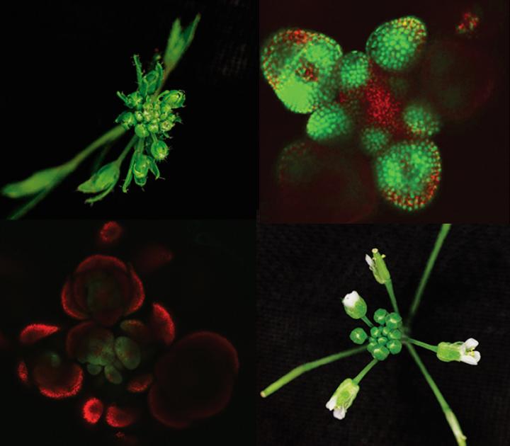 Two proteins that compete to give plants form