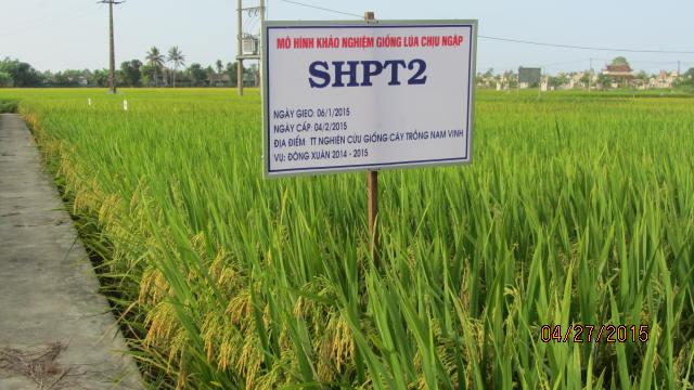 Testing Salinity Tolerance in Rice (3 of 3)