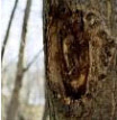 Damage to European Chestnut