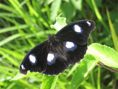 <i>Hypolimnas bolina</i> Butterfly