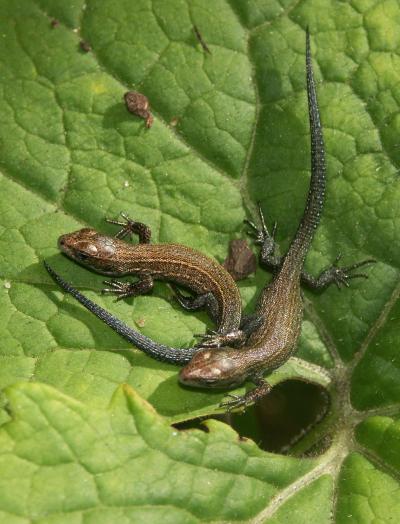 First Supper Is a Life Changer for Lizards (1 of 3)