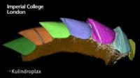 Virtual Reconstruction of Kulindroplax 'Missing Link' Mollusc (2 of 2)