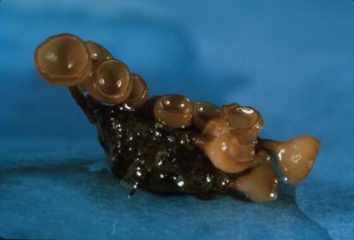 Sclerotinia Spore Cups