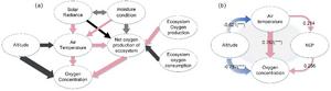 Diagram of the relationship between factors affecting the oxygen concentration