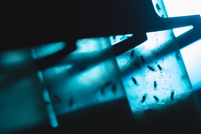 Fruit flies housed in transparent vials