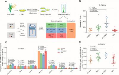 Cytosine, But Not Adenine, Base Editors Induce Genome-Wide Off-Target Mutations In Rice