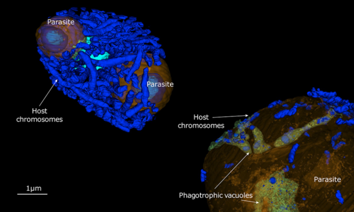 Two parasites invade the nucleus of a microalgal host