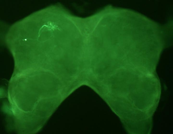 Auditory Neuron in Cricket Brain