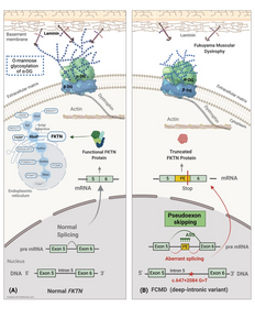 Schematic showing how antisense oligonucleotides restore FKTN protein and α-DG functions in cell-based experiments