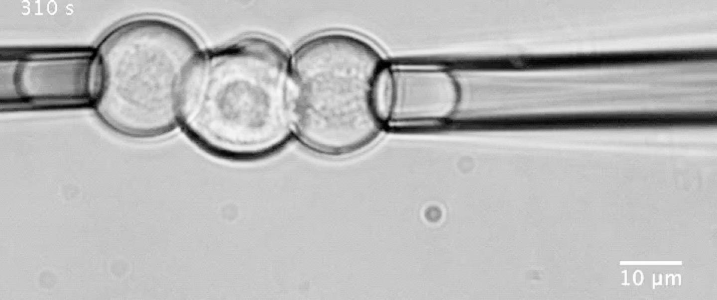 Determination of Cell-Cell De-Adhesion Forces