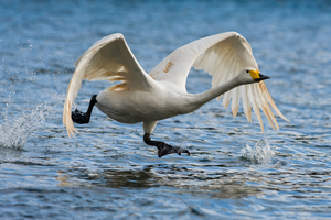 A whooper swan