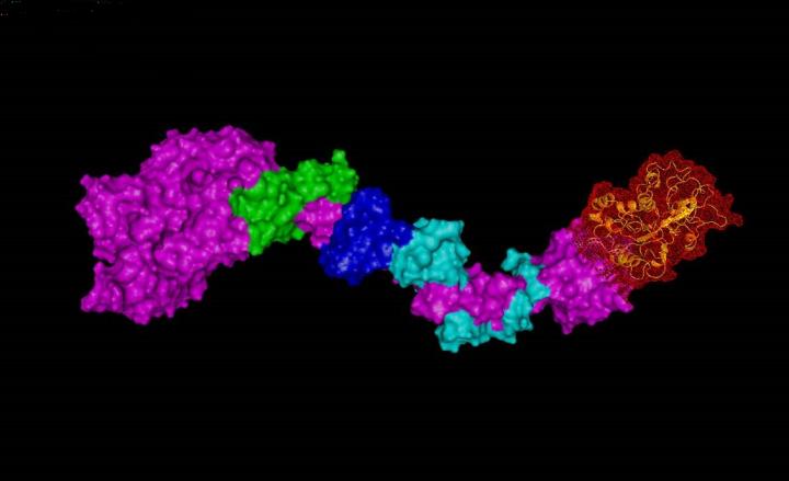 The Structural Model of the  Myo1c-Neph1 Complex