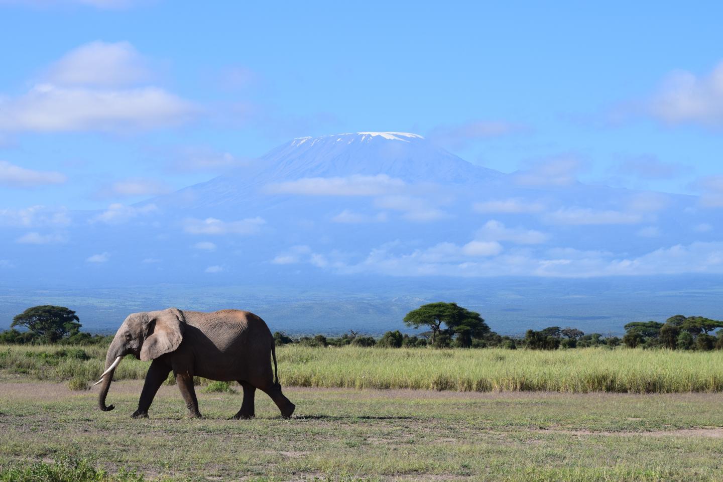 Elephant and Kilimanjaro