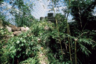 Tropical Forest Biome Inside Biosphere 2