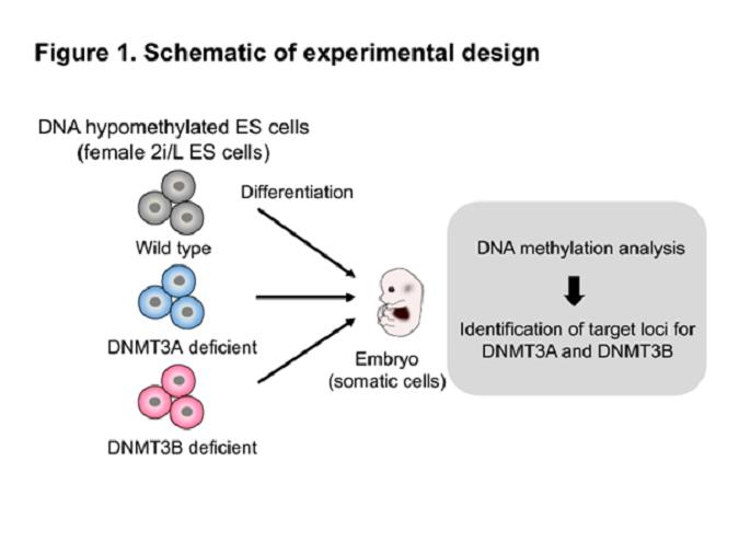 Figure1