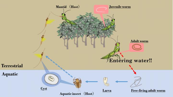 Figure 1: The life cycle of the hairworm.