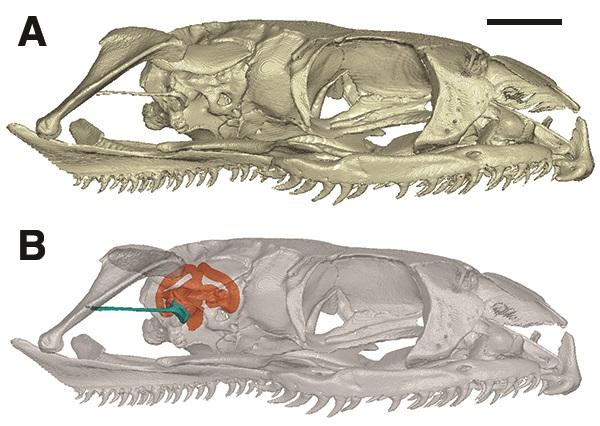 Snake Skull and Inner Ear [IMAGE] | EurekAlert! Science News Releases