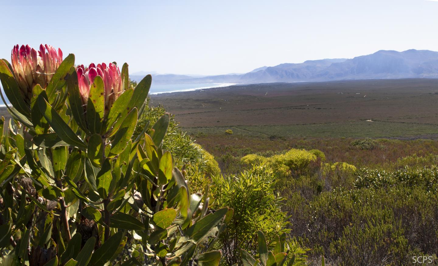 Species' home ranges are shifting pole wards because of climate change