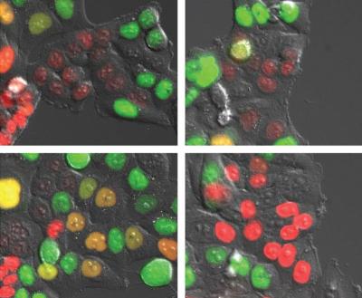 Cancer Cells with Truncated Wip1 Progress in Cell Cycle