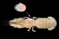 Mud Shrimp Threatened by Parasite
