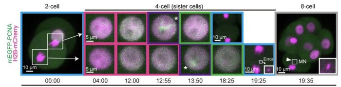 Chromosome copying errors in the 4-cell stage embryo