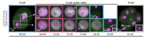 Chromosome copying errors in the 4-cell stage embryo