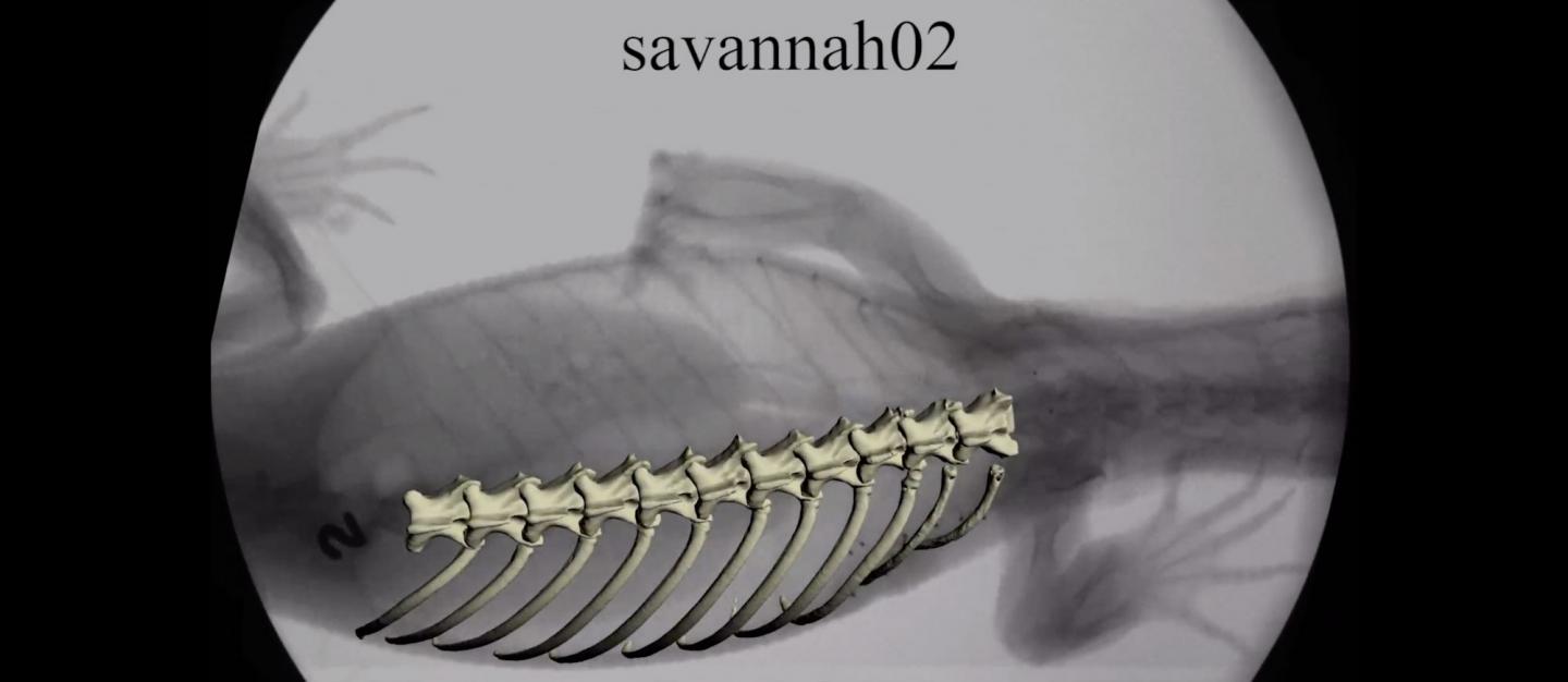 XROMM image of rib and vertebrae locomotion