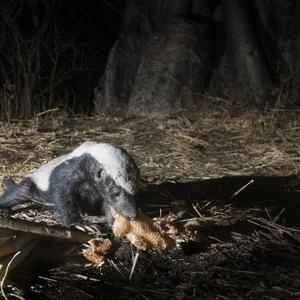 A honey badger feeding on honeycomb in Niassa Special Reserve, Mozambique