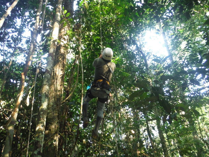 Amazon Forest study