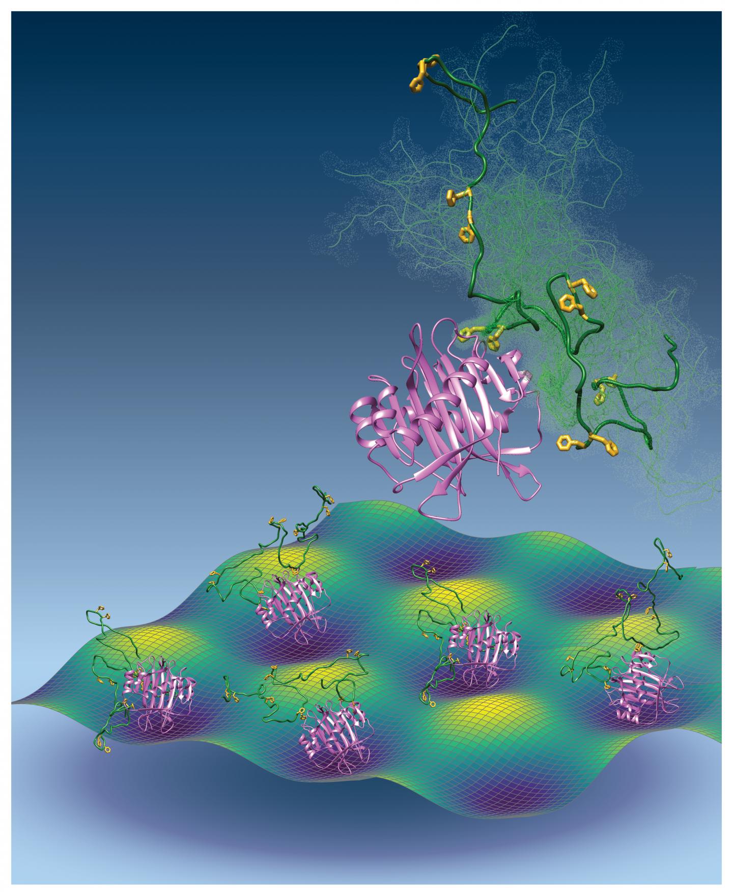 Intrinsically Disordered Nuclear Pore Proteins Interact with Transport Factors