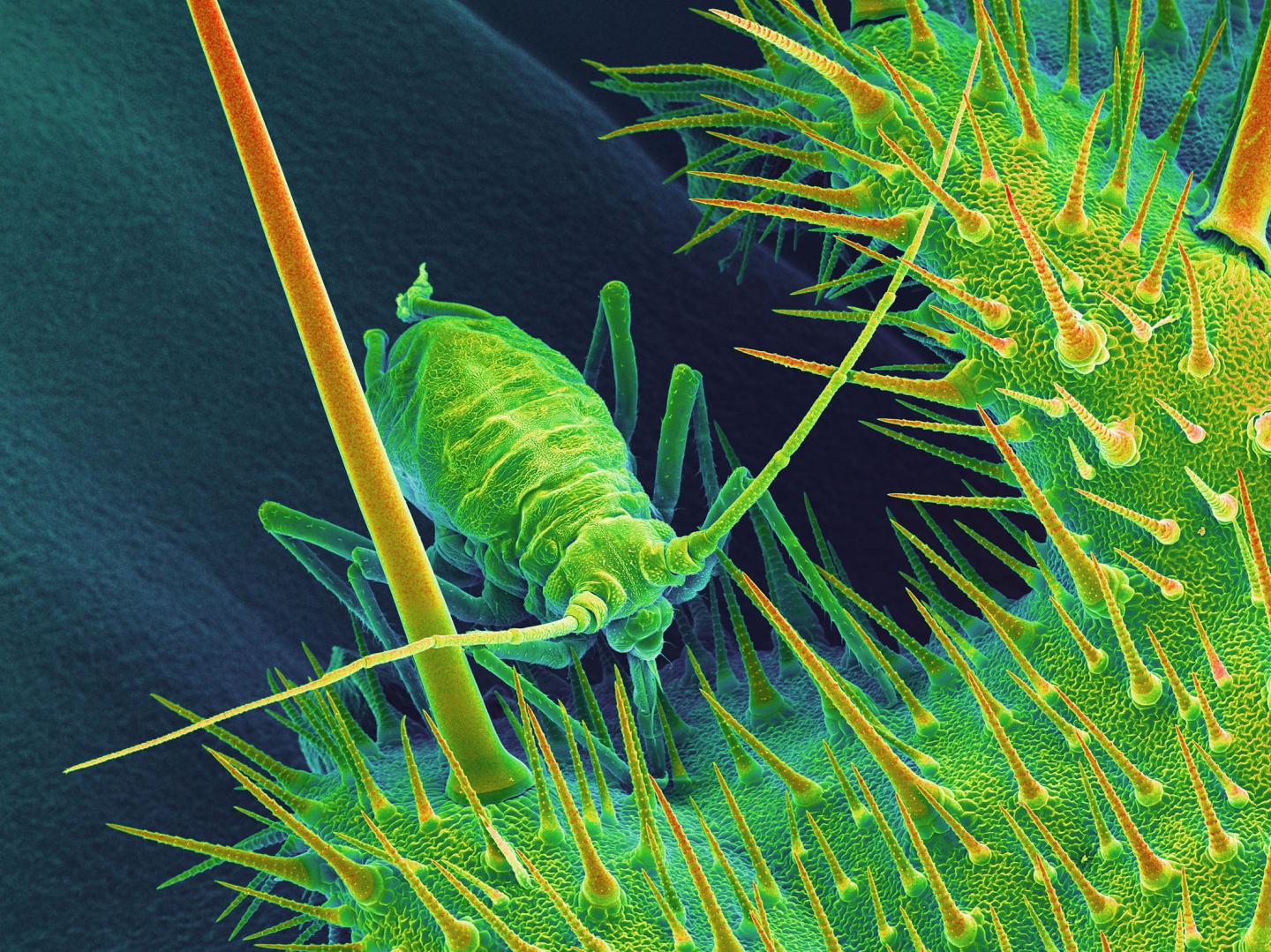 Насекомые защищают растения. Растения защищаются от животных. Тля под микроскопом. Животные с жгучими волосками. Тля по микроскопом.