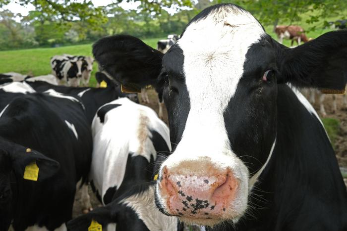 Cows in a field