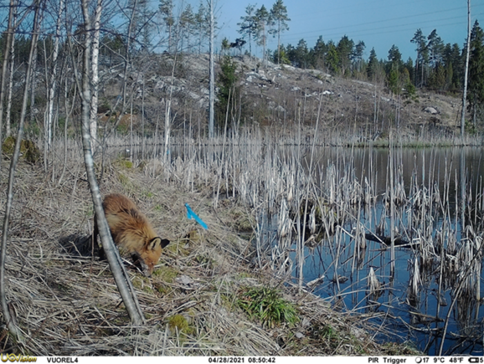 Red fox