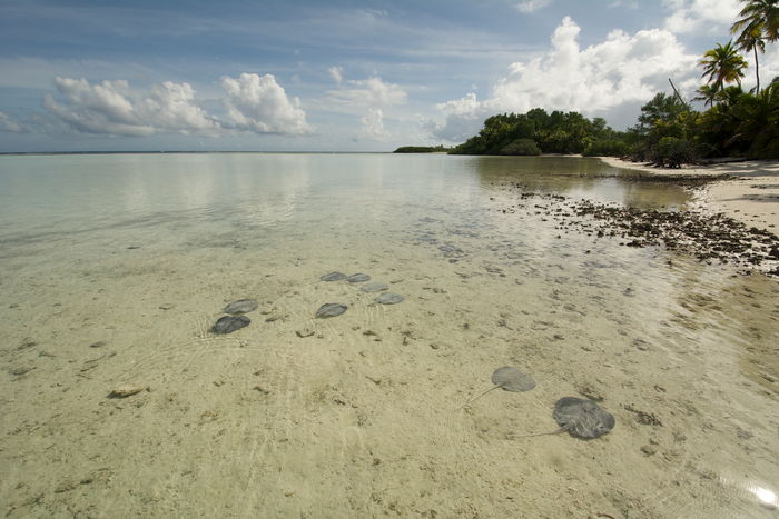Stingrays on the shallow sand flats of St Joseph Atoll. Photo by Rainer von Brandis | © Save Our Seas Foundation