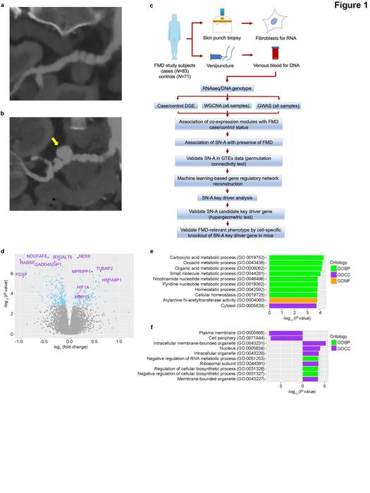 SN-A is an important gene regulatory co-expression supernetwork governing 1412 FMD.