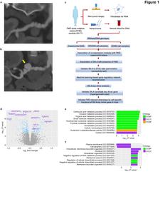 SN-A is an important gene regulatory co-expression supernetwork governing 1412 FMD.